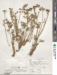 Apium prostratum subsp. prostratum image