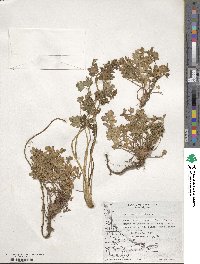 Apium prostratum subsp. prostratum image