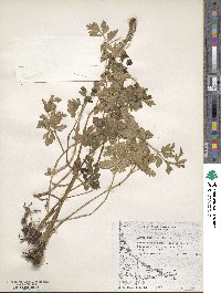 Apium prostratum subsp. prostratum image