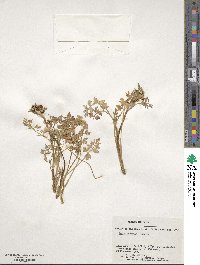 Apium prostratum subsp. prostratum image