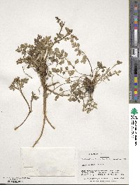 Apium prostratum subsp. prostratum image