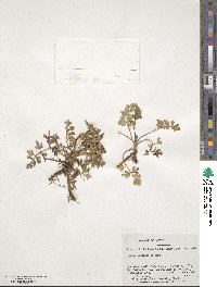 Apium prostratum subsp. prostratum image