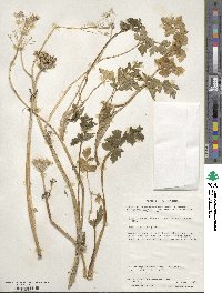 Apium prostratum subsp. prostratum image