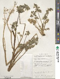 Apium prostratum subsp. prostratum image