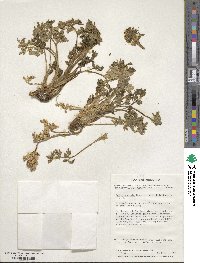 Apium prostratum subsp. prostratum image