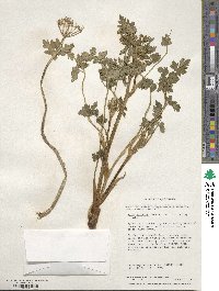 Apium prostratum subsp. prostratum image