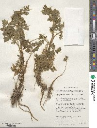 Apium prostratum subsp. prostratum image