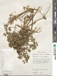 Apium prostratum subsp. prostratum image