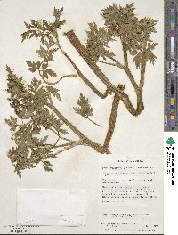 Apium prostratum subsp. prostratum image