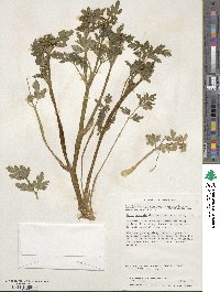 Apium prostratum subsp. prostratum image