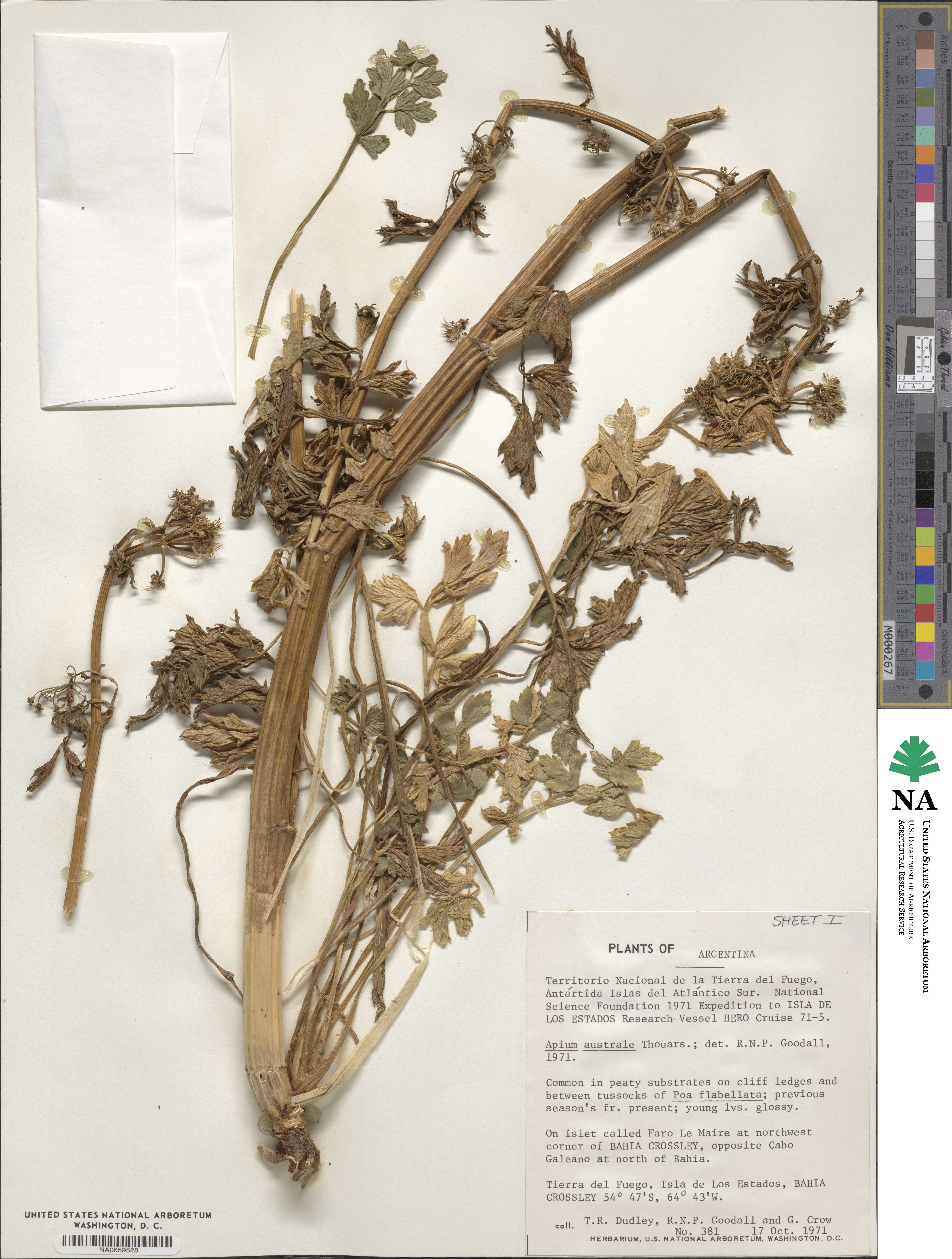Apium image