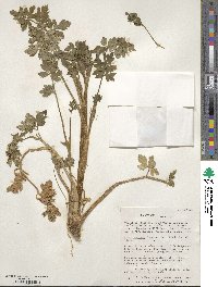 Apium prostratum subsp. prostratum image