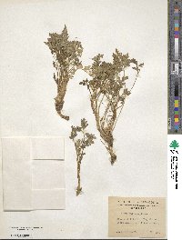 Apium prostratum subsp. prostratum image