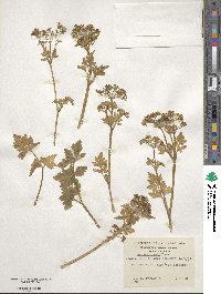 Apium prostratum subsp. prostratum image