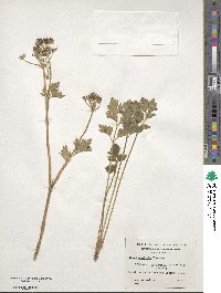 Apium prostratum subsp. prostratum image