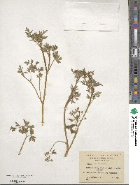 Apium prostratum subsp. prostratum image