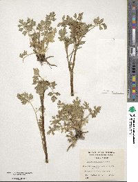 Apium prostratum subsp. prostratum image