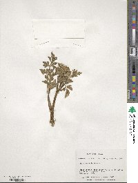 Apium prostratum subsp. prostratum image