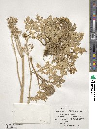 Apium prostratum subsp. prostratum image