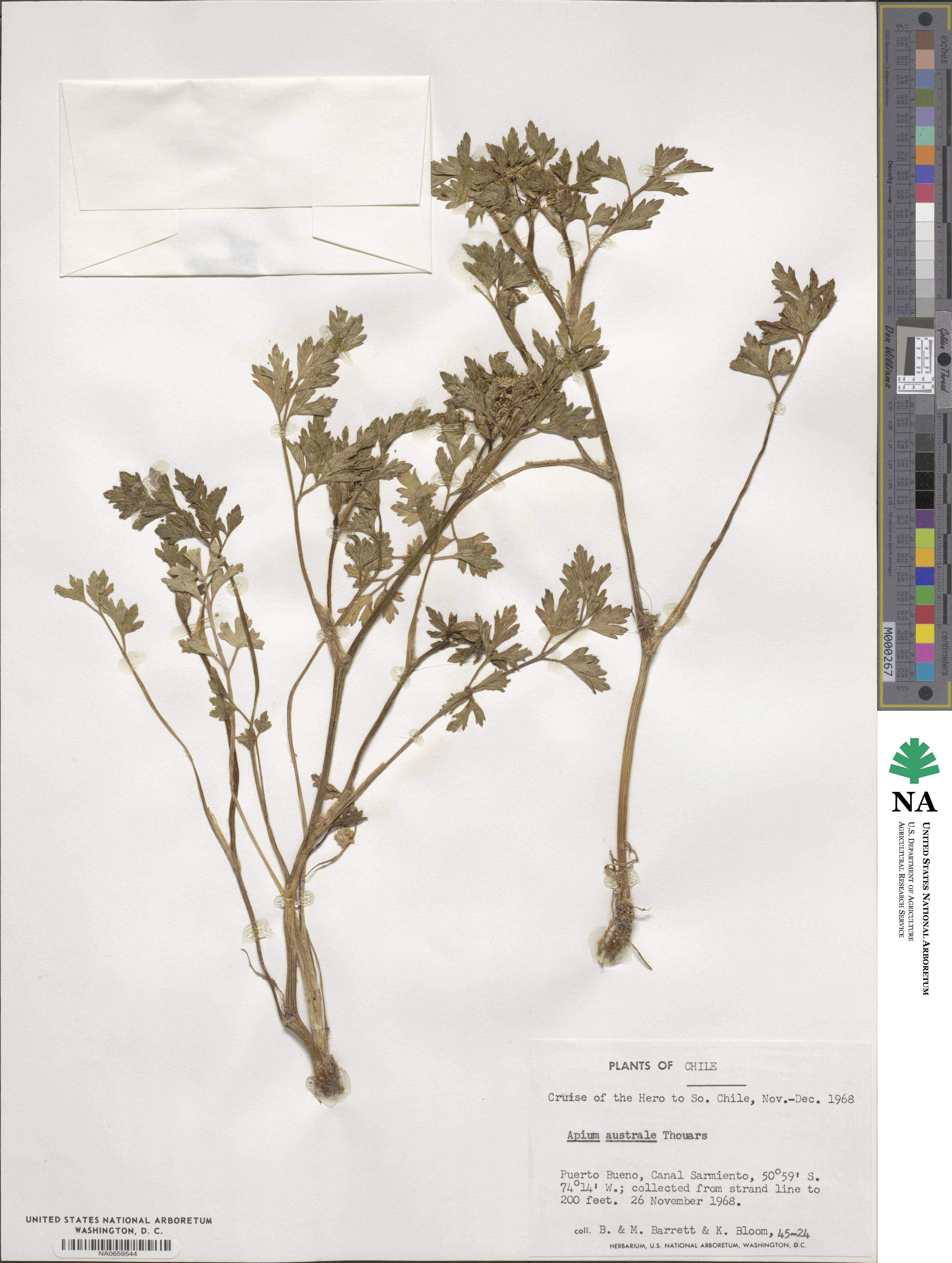 Apium prostratum subsp. prostratum image