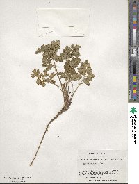 Apium prostratum subsp. prostratum image