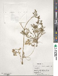 Apium prostratum subsp. prostratum image