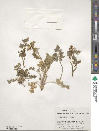 Apium prostratum subsp. prostratum image