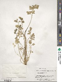 Apium prostratum subsp. prostratum image