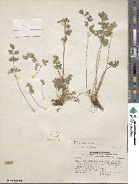 Apium prostratum subsp. prostratum image