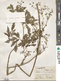 Apium graveolens image