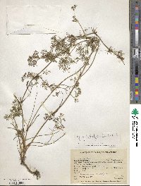 Cyclospermum leptophyllum image