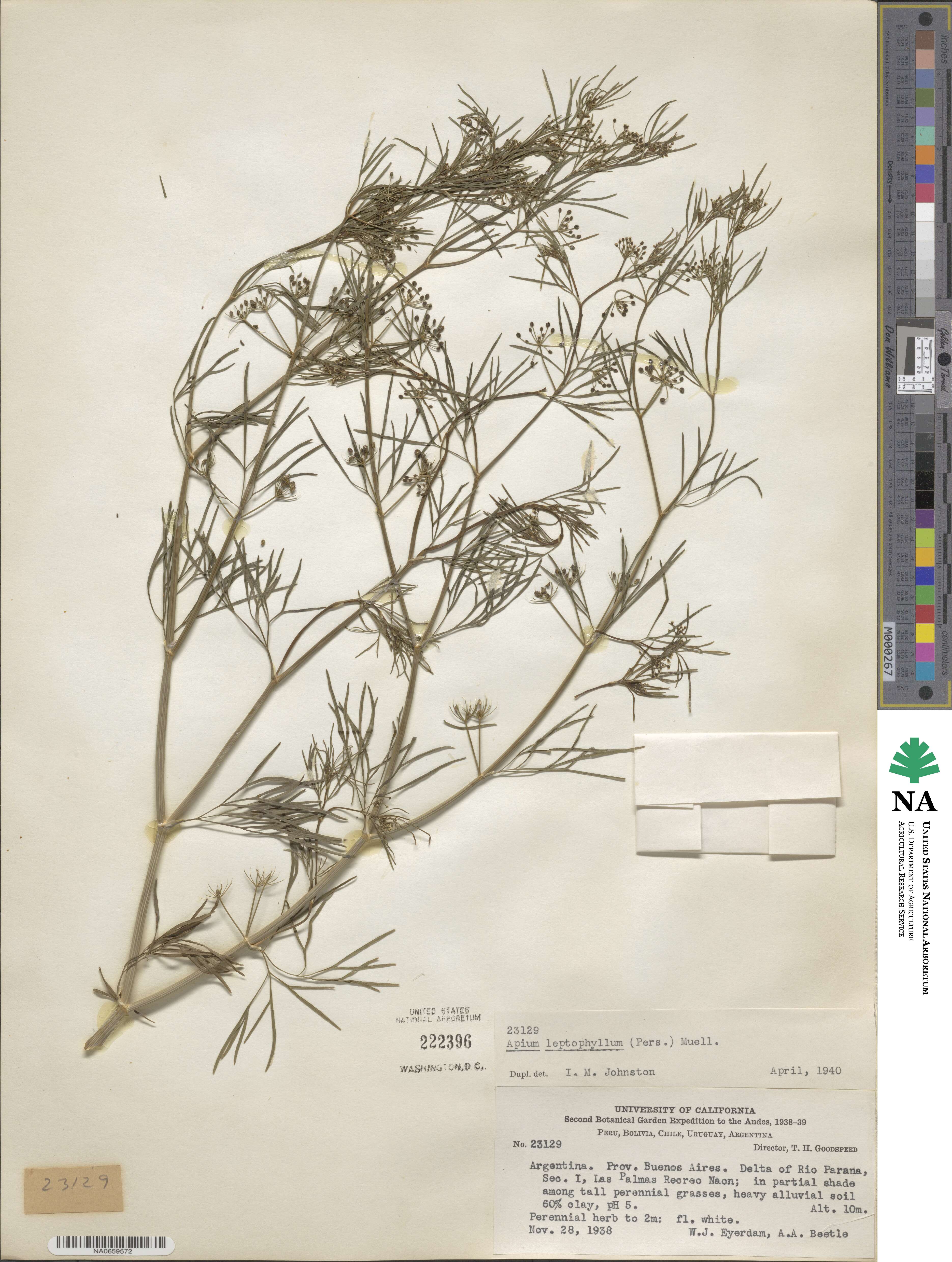 Cyclospermum leptophyllum image