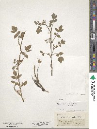 Helosciadium nodiflorum subsp. nodiflorum image