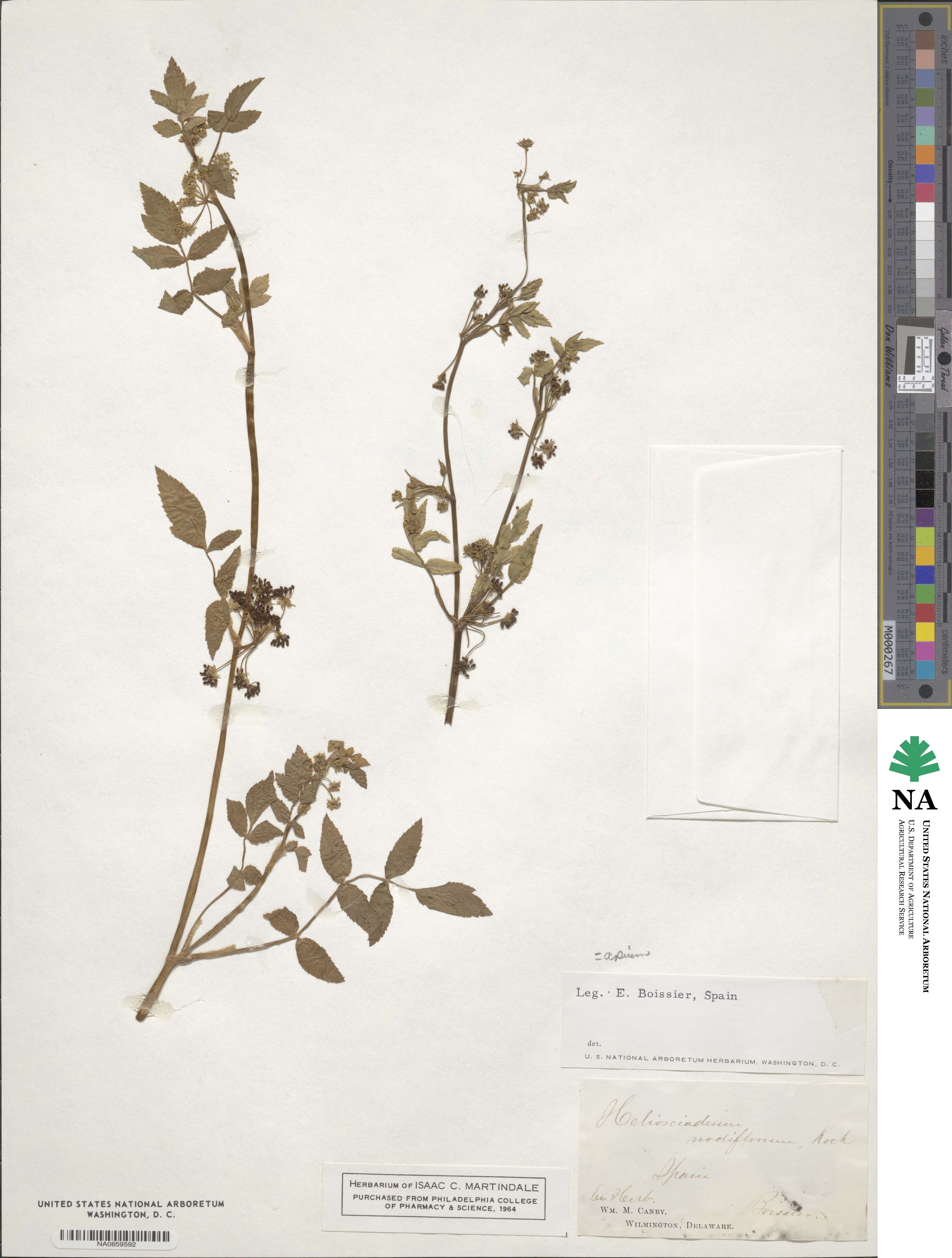 Helosciadium nodiflorum image