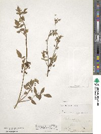 Helosciadium nodiflorum subsp. nodiflorum image