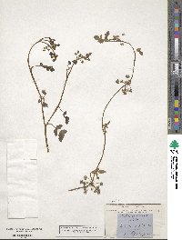 Helosciadium nodiflorum subsp. nodiflorum image