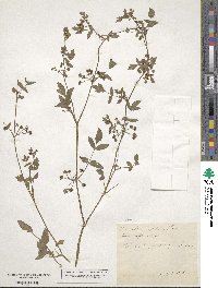 Helosciadium nodiflorum subsp. nodiflorum image