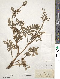 Apium prostratum subsp. prostratum image