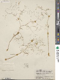 Spermolepis inermis image