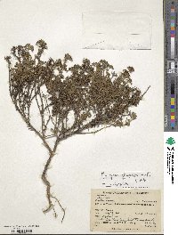 Niphogeton glaucescens image