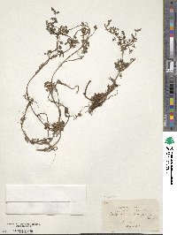 Helosciadium nodiflorum subsp. nodiflorum image