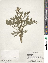 Apium graveolens image