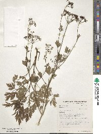 Apium graveolens image