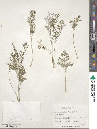 Cyclospermum leptophyllum image