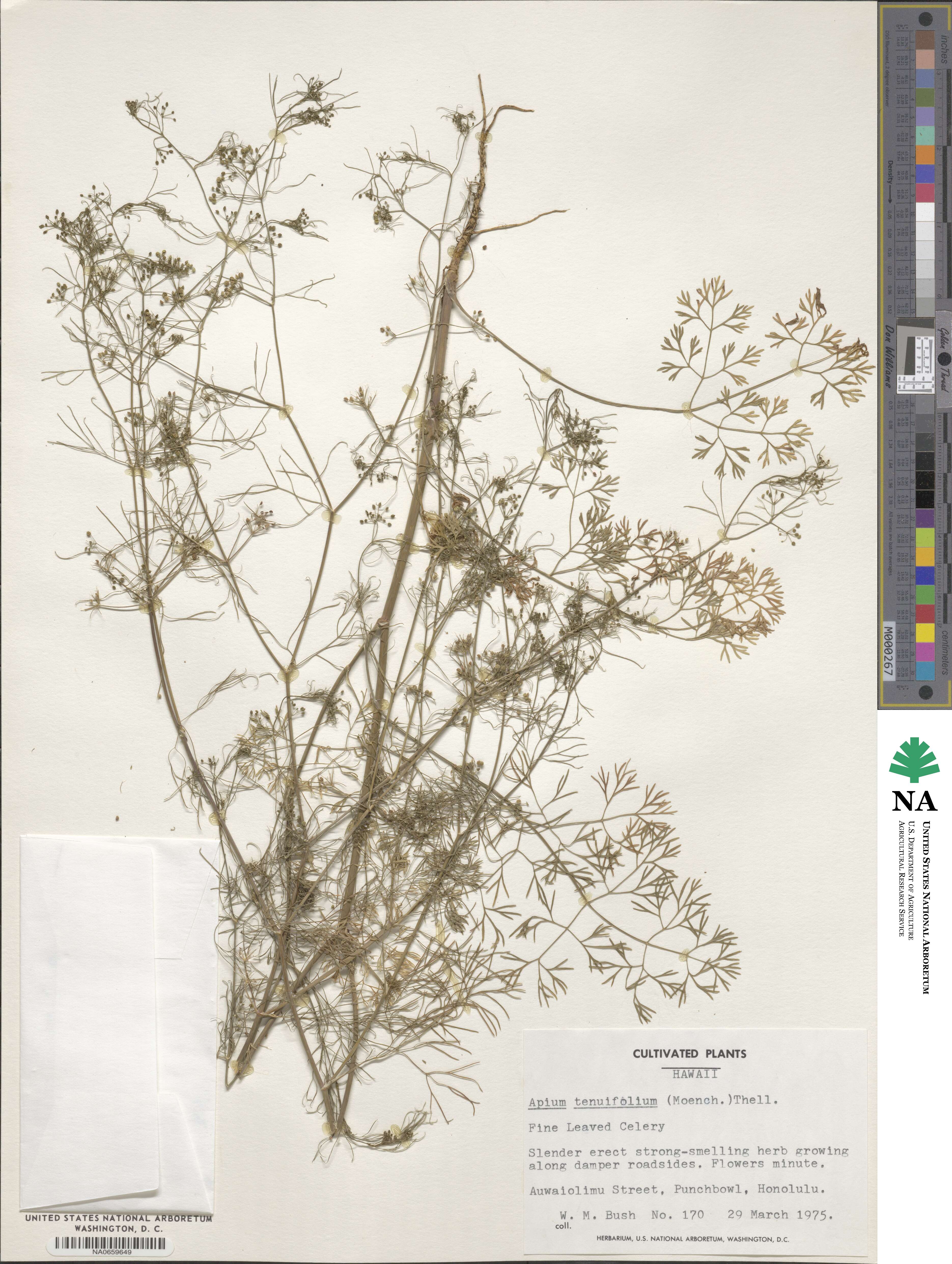 Cyclospermum leptophyllum image