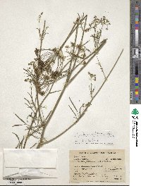 Petroselinum crispum image