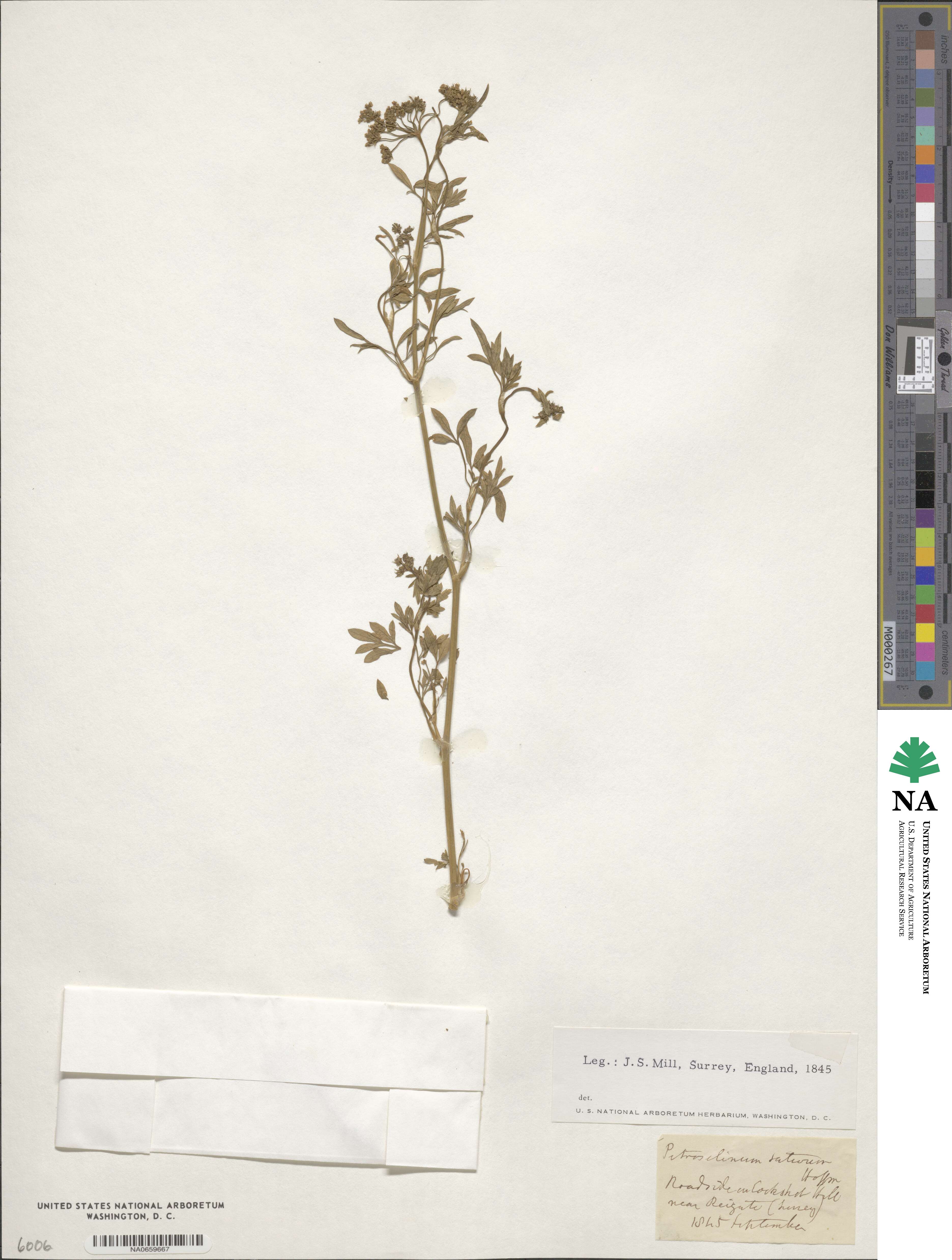 Petroselinum crispum subsp. crispum image