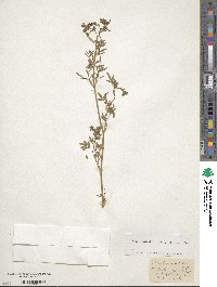 Petroselinum crispum subsp. crispum image