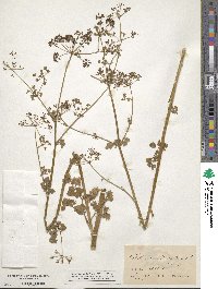 Petroselinum crispum subsp. crispum image