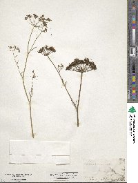 Petroselinum crispum subsp. crispum image